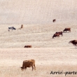 Mucche al pascolo nei pressi di Setenil de las Bodegas in Andalusia, Spagna