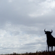 Silhouette di un toro in Andalusia, Spagna