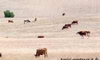 Mucche al pascolo nei pressi di Setenil de las Bodegas in Andalusia, Spagna