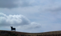 Silhouette di un toro a Carmona in Andalusia, Spagna