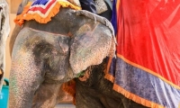 Elefante all'Amber Fort nei pressi di Jaipur, in Rajasthan, India