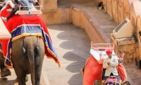 Elefanti all'Amber Fort nei pressi di Jaipur, in Rajasthan, India