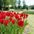 Tulipani, Parco Sigurtà
