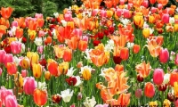 Tulipani, Parco Sigurtà