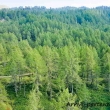 Foresta a Crampiolo presso l'Alpe Devero, Piemonte