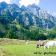 Mucche a Crampiolo presso l'Alpe Devero, Piemonte