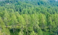 Foresta a Crampiolo presso l'Alpe Devero, Piemonte