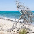 spiaggia-Oasi-Biderosa-Sardegna-5