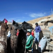 Lama presso la miniera di Potosì, Bolivia