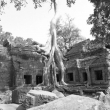 Ta Prohm, Cambogia