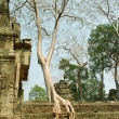 Ta Prohm, Cambogia