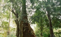 La forza della foresta, Cambogia