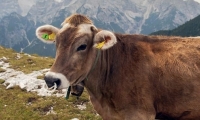 Mucca presso il Monte Cristallo, Alto Adige