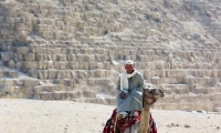 Cammello presso le Piramidi di Giza, Egitto