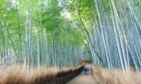 Bosco di bambù, Giappone