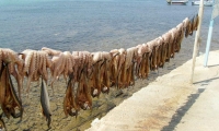 Polipi stesi presso il porto di Paros, Grecia