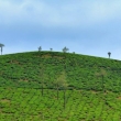 Piantagioni di the, ghati occidentali, Kerala