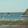 Iwik, Parc national Du Banc d'Arguin
