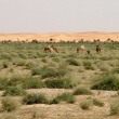 Strada di accesso all'Adrar, Mauritania