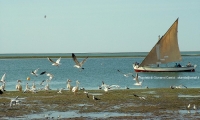 Iwik, Parc national Du Banc d'Arguin