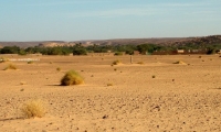 Oasi di Tanouchert, Mauritania