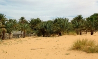 Oasi di Tanouchert, Mauritania