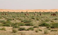 Strada di accesso all'Adrar, Mauritania