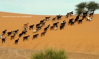 Villaggio di pastori nomadi, Mauritania