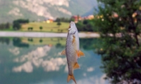 Pesce nei pressi del lago di Molveno, Trentino - Alto Adige