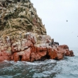 Foche marine alle isole Ballestas, Perù