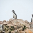 Pinguini di Humboldt alle isole Ballestas, Perù