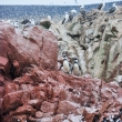 Pinguini di Humboldt alle isole Ballestas, Perù