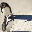 Pinguini, Boulders Beach