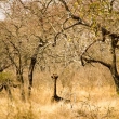 Giraffa, Swaziland