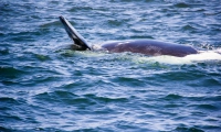 Avvistamento delle balene, Sudafrica