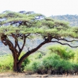 Acacia, Tanzania