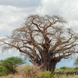 Baobab, Tanzania