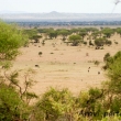 La savana, Tanzania