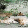 Leone e famiglia, Tanzania