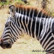Zebra, Tanzania