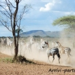 Zebre, Tanzania