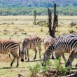 Zebre, Tanzania