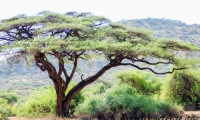 Acacia, Tanzania