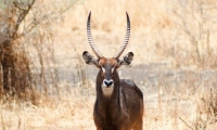 Antilope d'acqua, Tanzania