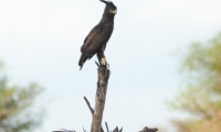 Aquila, Tanzania