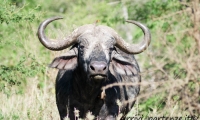 Bufalo, Tanzania