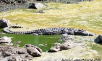 Coccodrillo, Tanzania