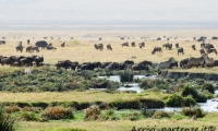 Cratere del Ngorongoro, Tanzania