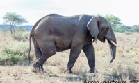 Elefante, Tanzania