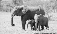 Elefanti, Tanzania